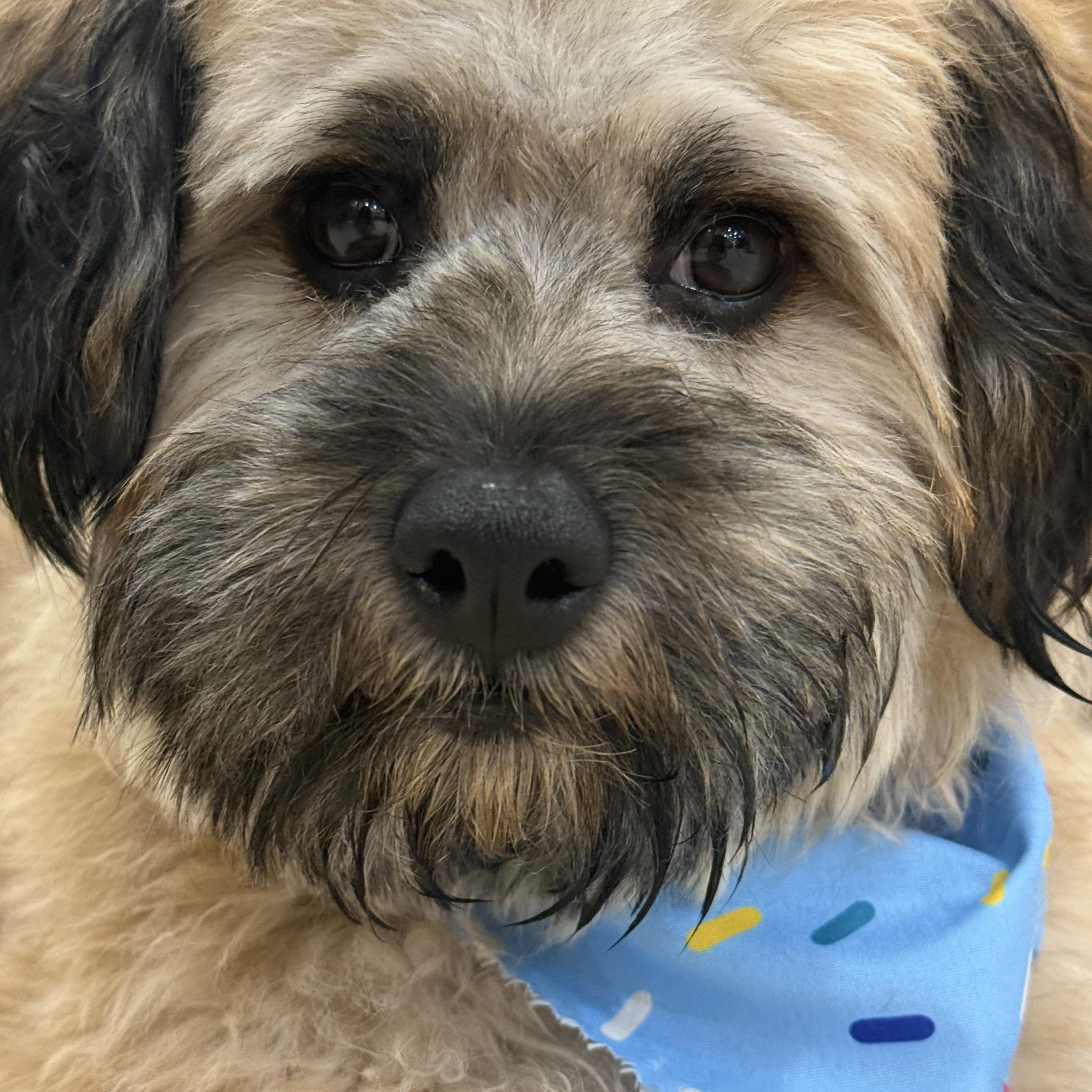 Enlarge Boba, a Adoptable mixed breed in Bradenton, FL image 2/6