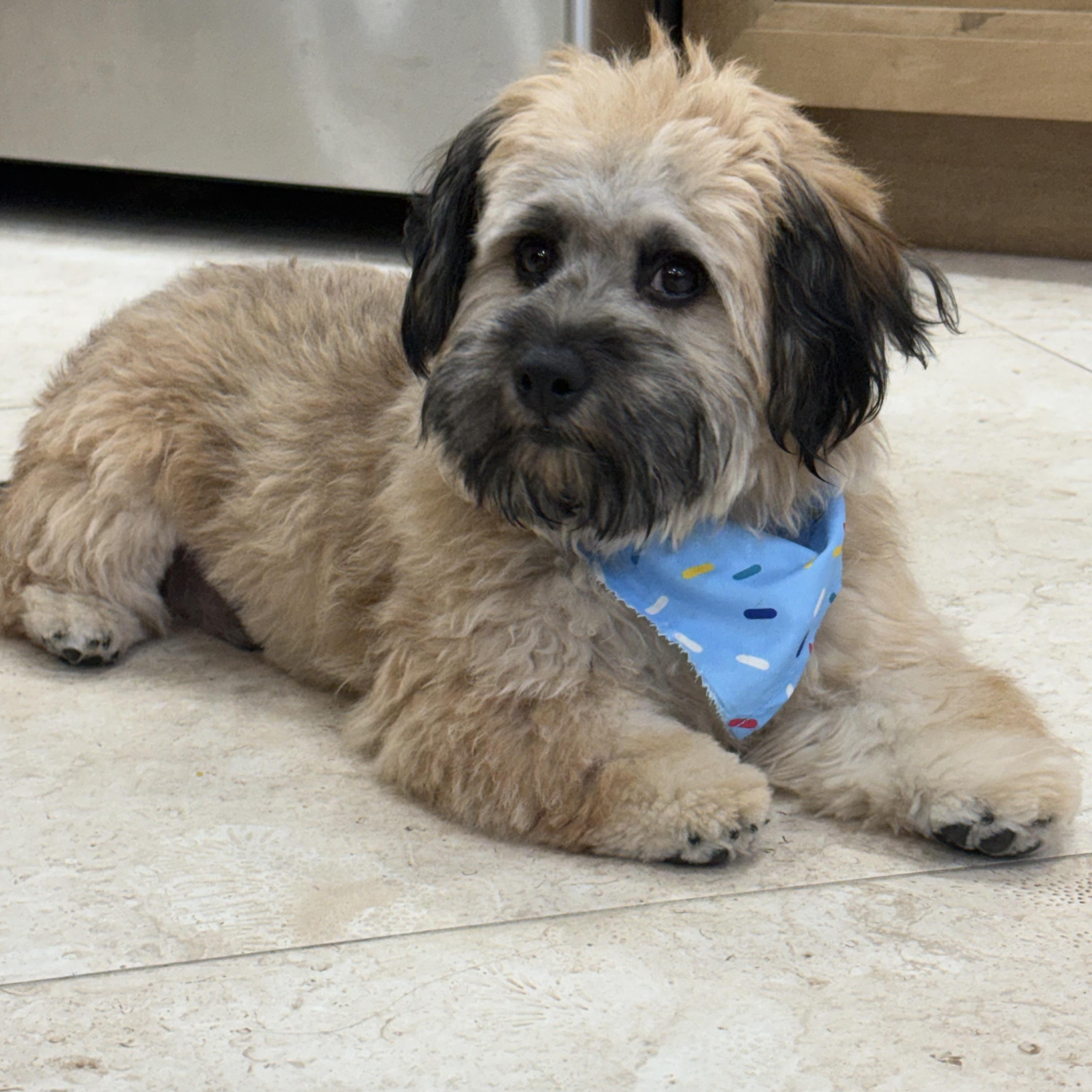 Enlarge Boba, a Adoptable mixed breed in Bradenton, FL image 3/6
