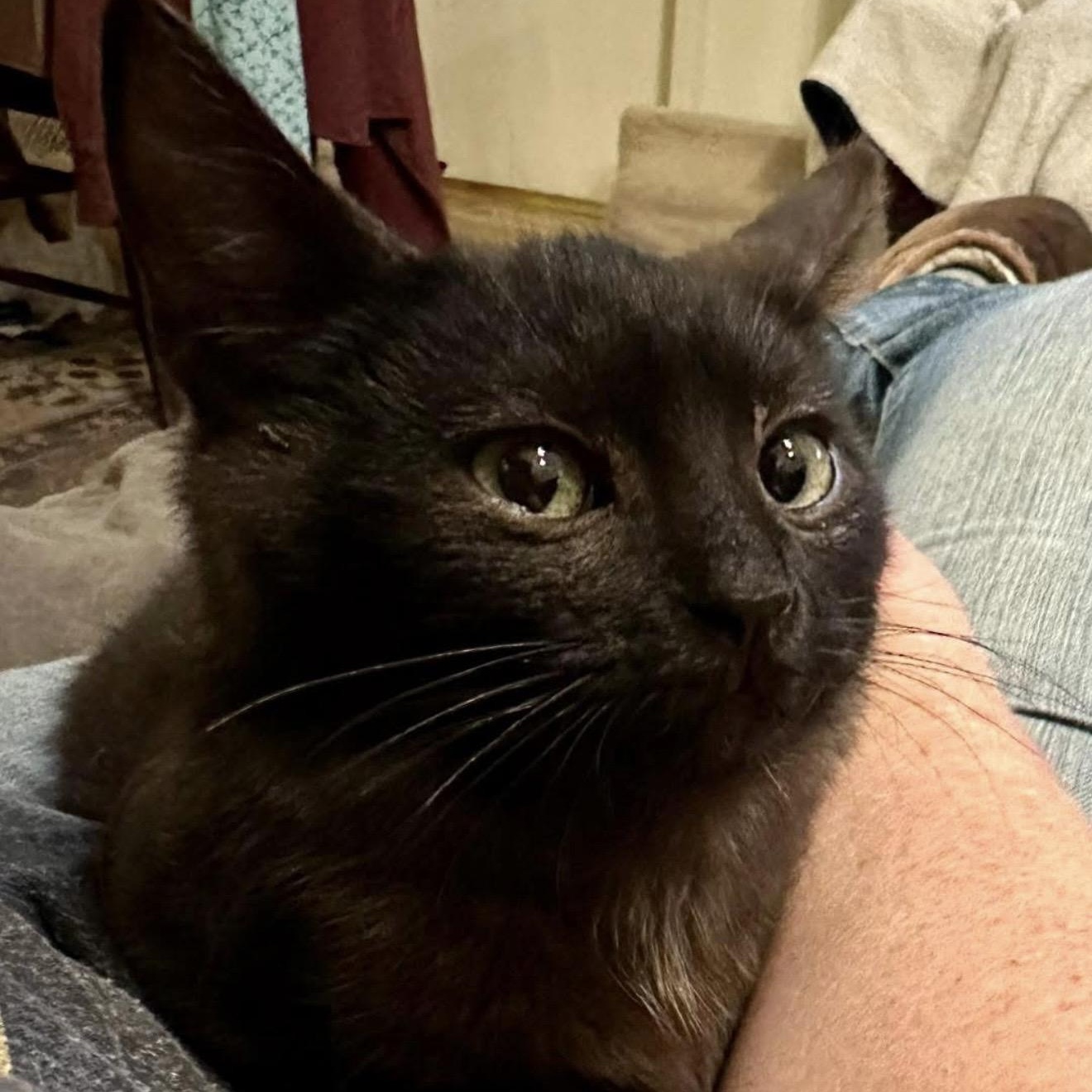 Lava, ADOPTABLE, Kitten Female Domestic Short Hair.