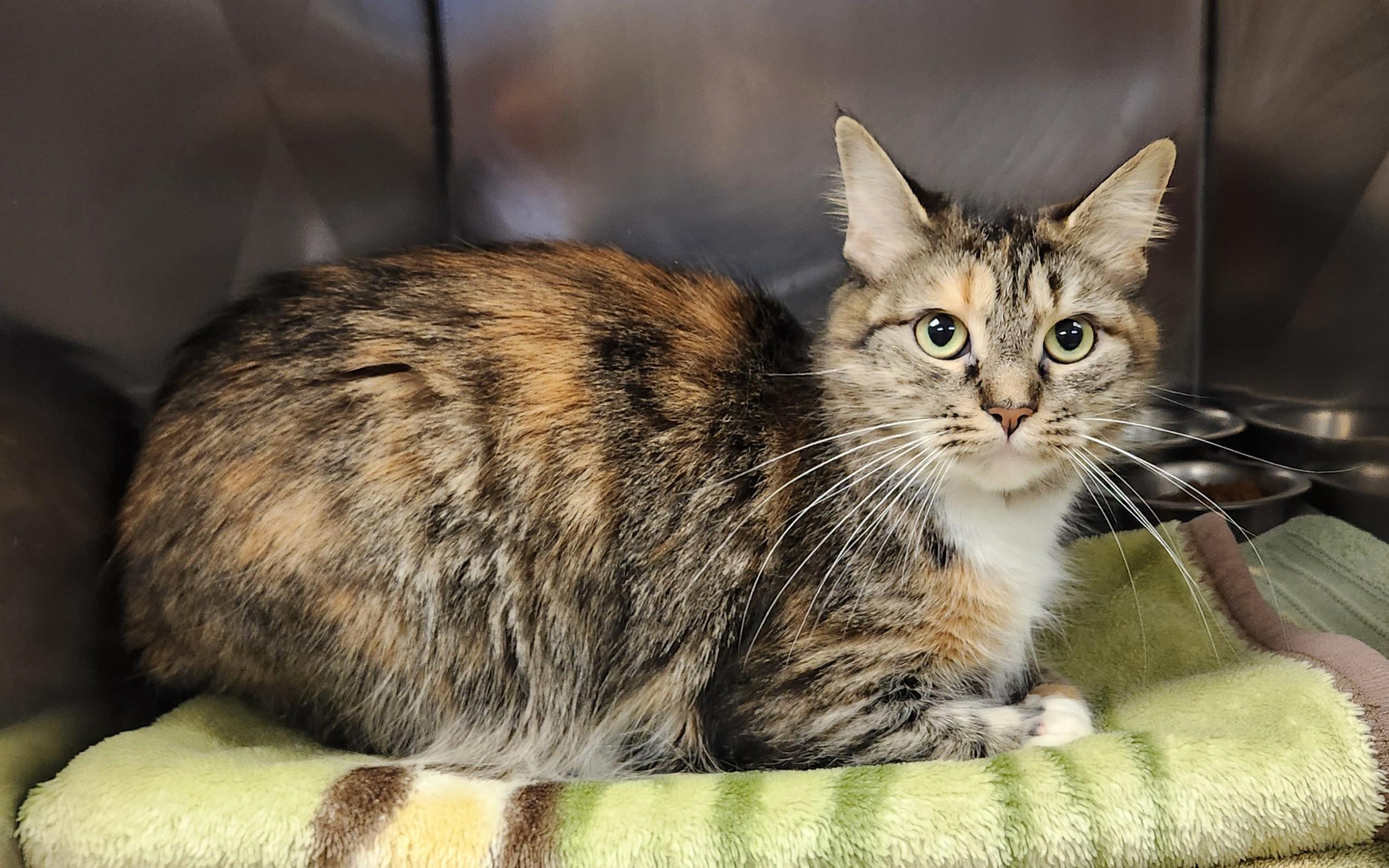 Enlarge Nala, a ADOPTABLE Domestic Medium Hair in Clayton, NJ image 1/1