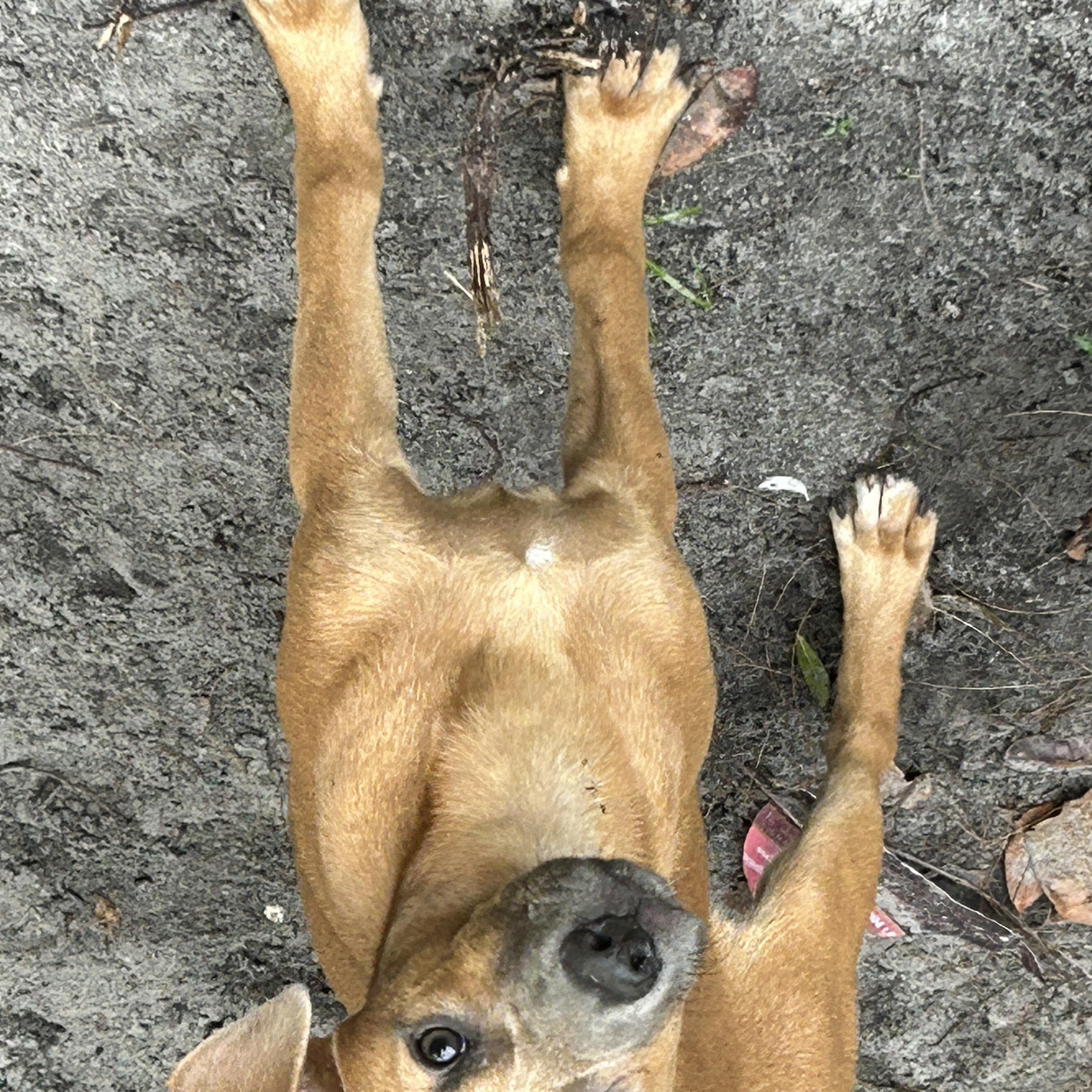 Brenda, a ADOPTABLE mixed breed in Sarasota, FL image 2/4