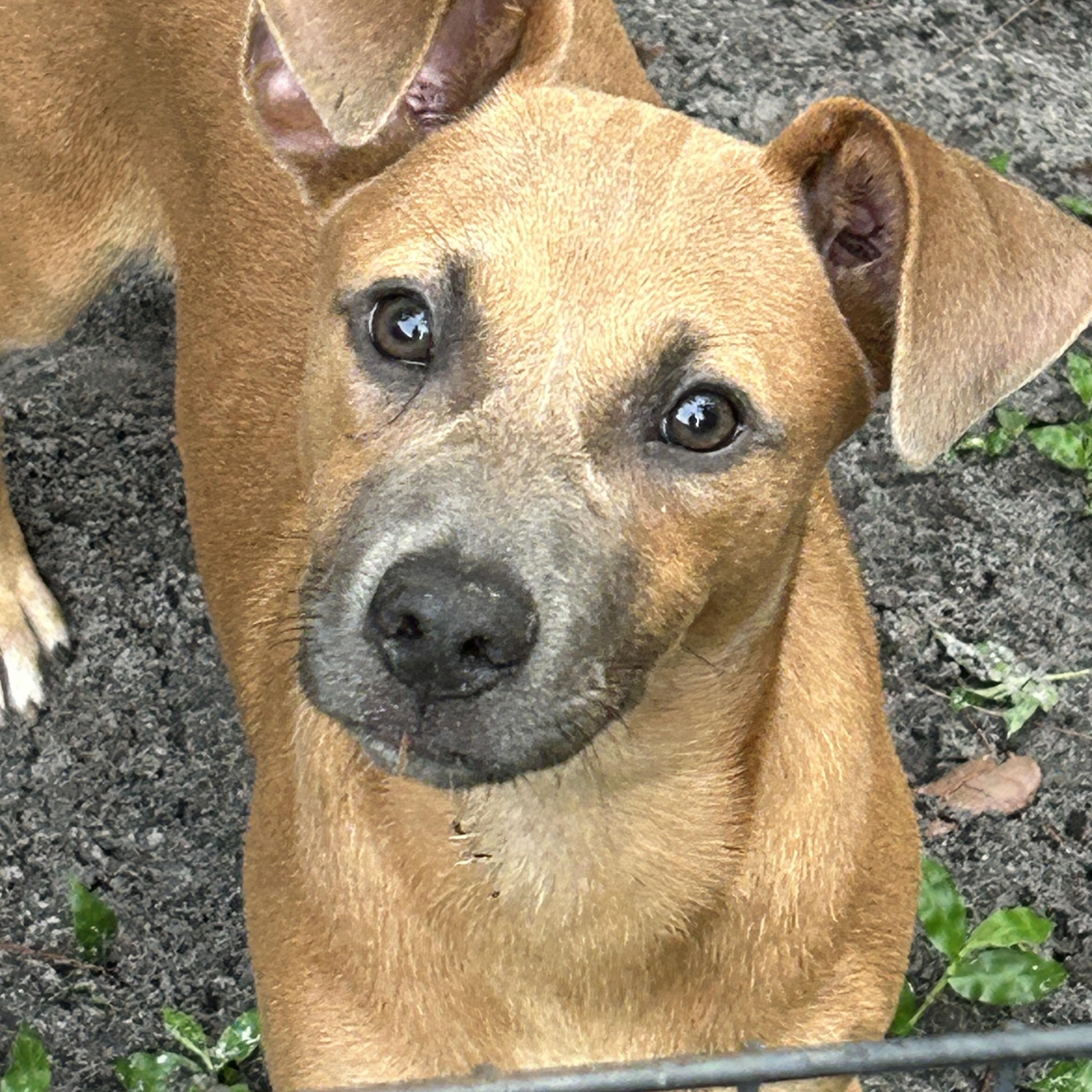 Brenda, a ADOPTABLE mixed breed in Sarasota, FL image 4/4