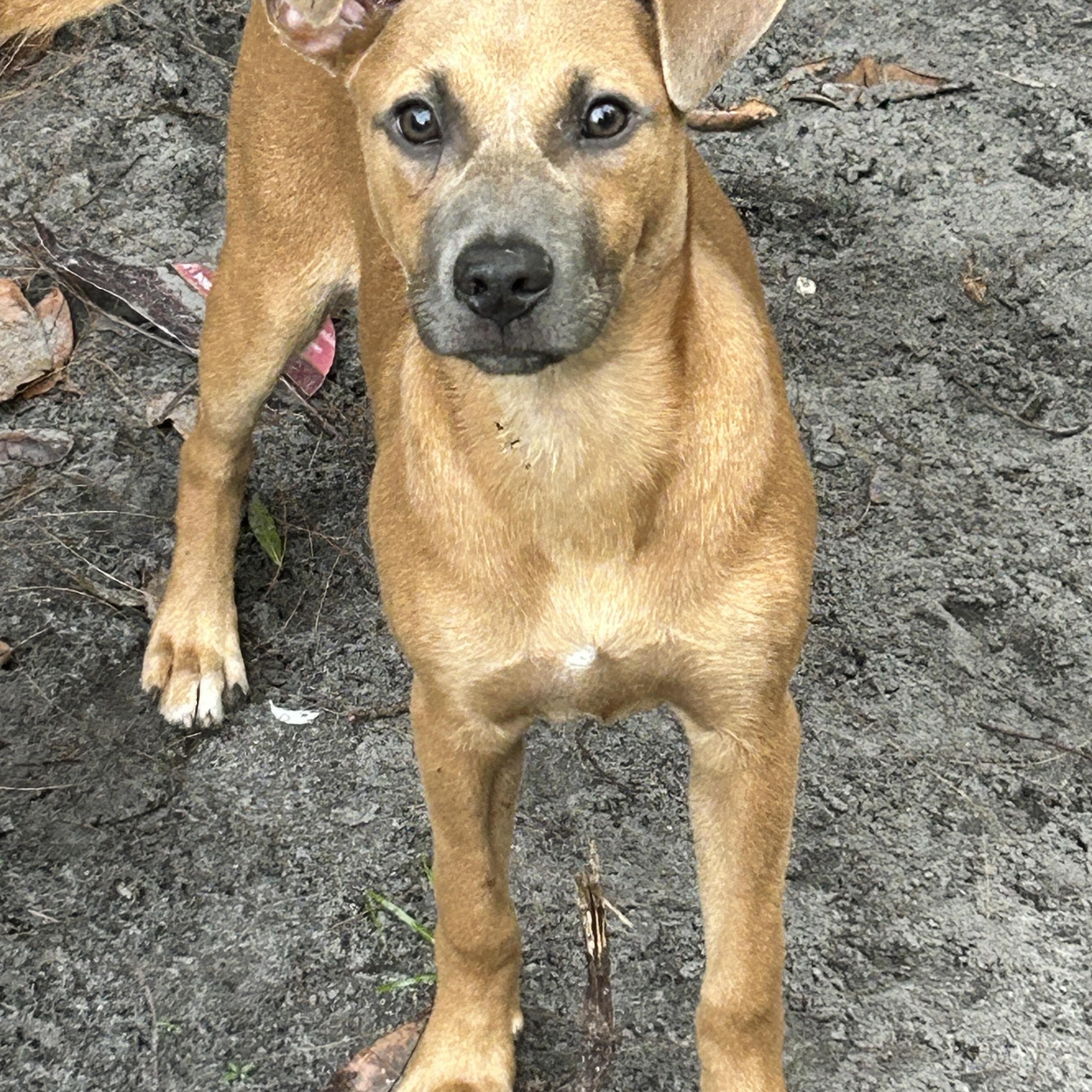 Brenda, a ADOPTABLE mixed breed in Sarasota, FL image 3/4