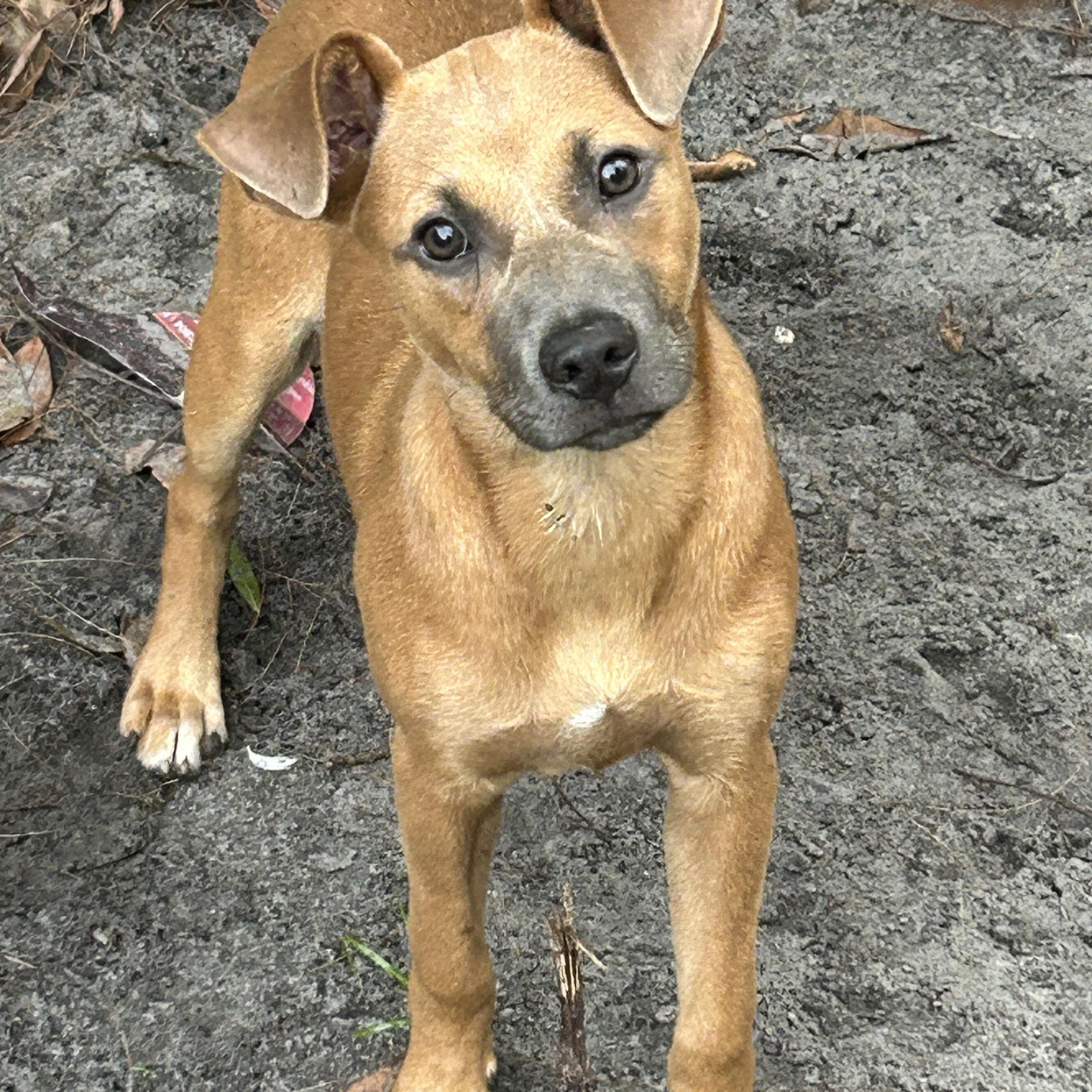 Brenda, ADOPTABLE, Puppy Female Rat Terrier.