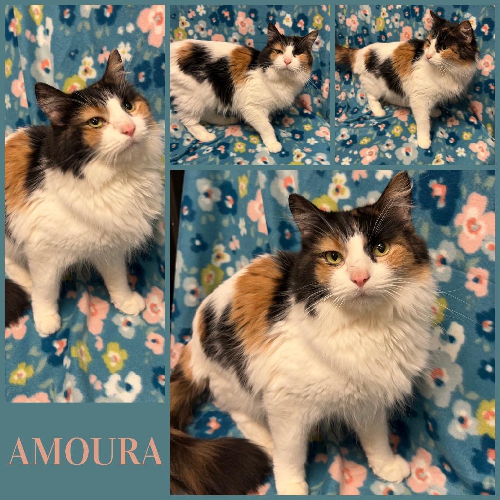 Amoura, a Adoptable Domestic Medium Hair in Naperville, IL image 1/2