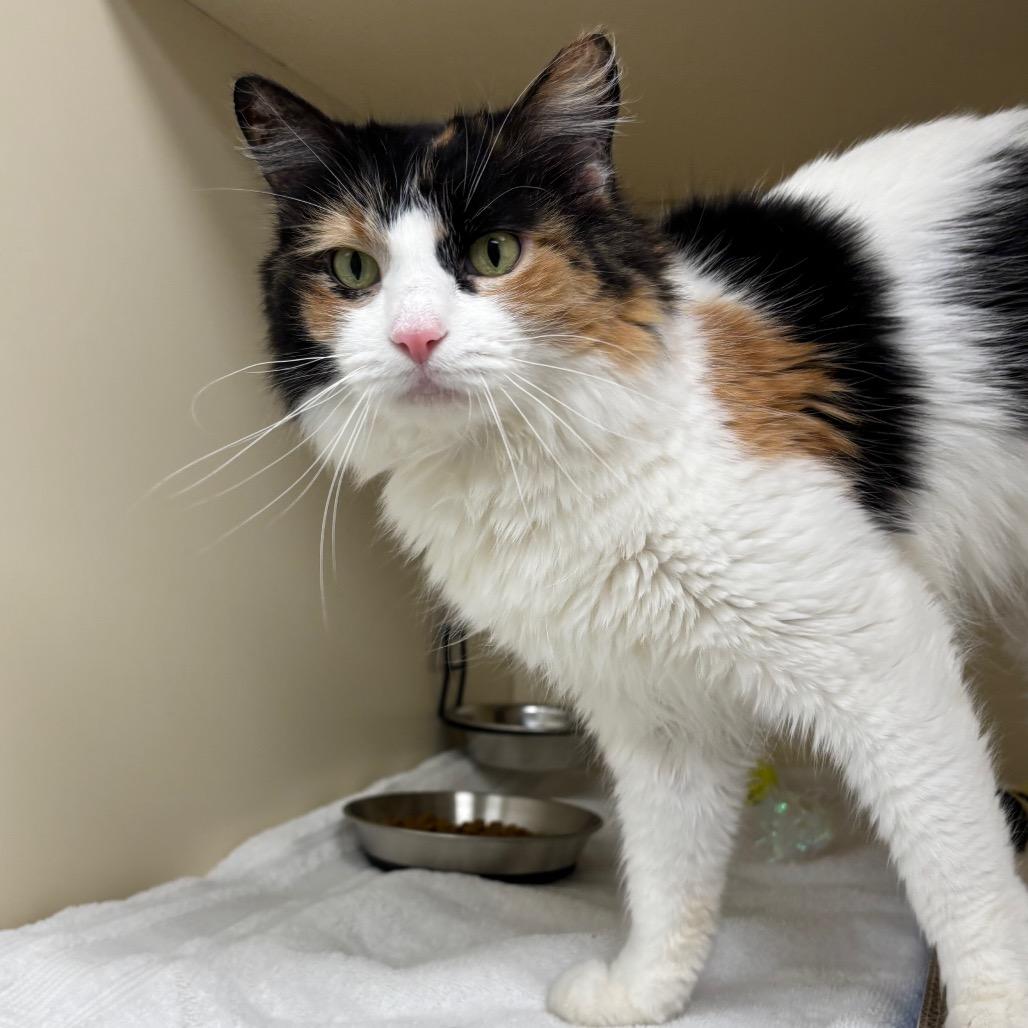 Amoura, a Adoptable Domestic Medium Hair in Naperville, IL image 2/2