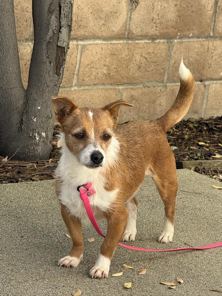 Enlarge MABEL, a ADOPTABLE mixed breed in Arroyo Grande, CA image 1/5
