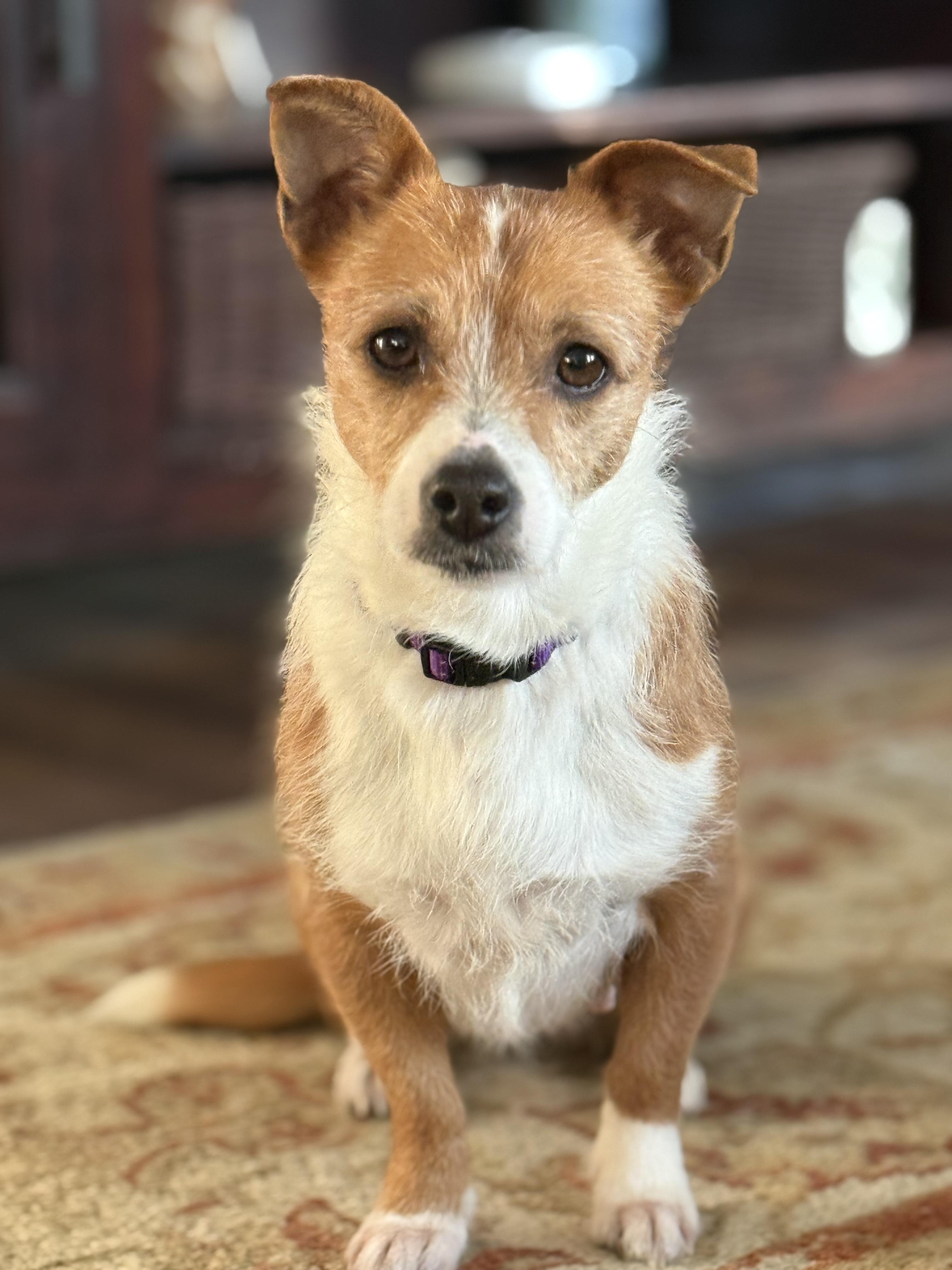 MABEL, ADOPTABLE, Young Female Jack Russell Terrier.
