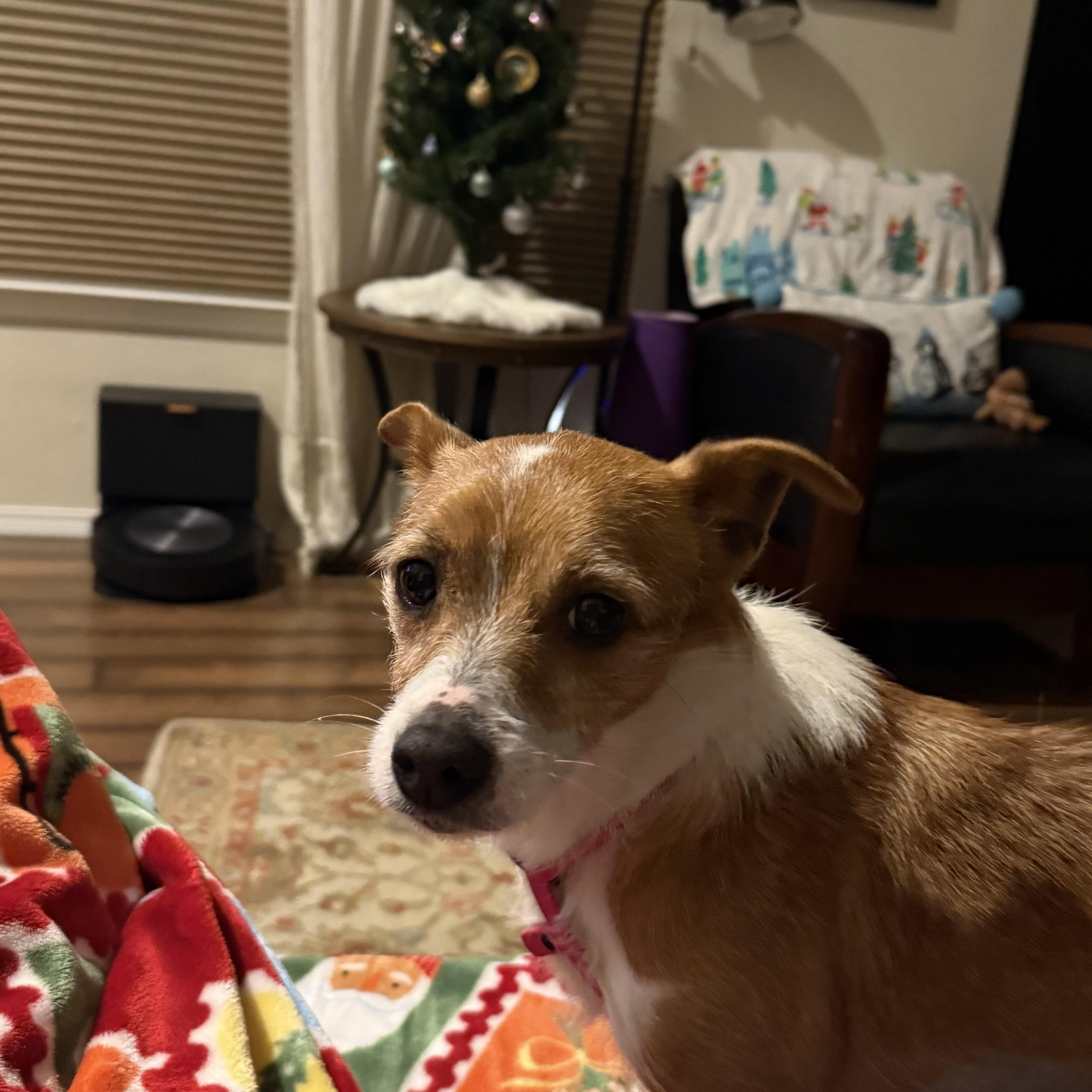 Enlarge MABEL, a ADOPTABLE mixed breed in Arroyo Grande, CA image 2/5