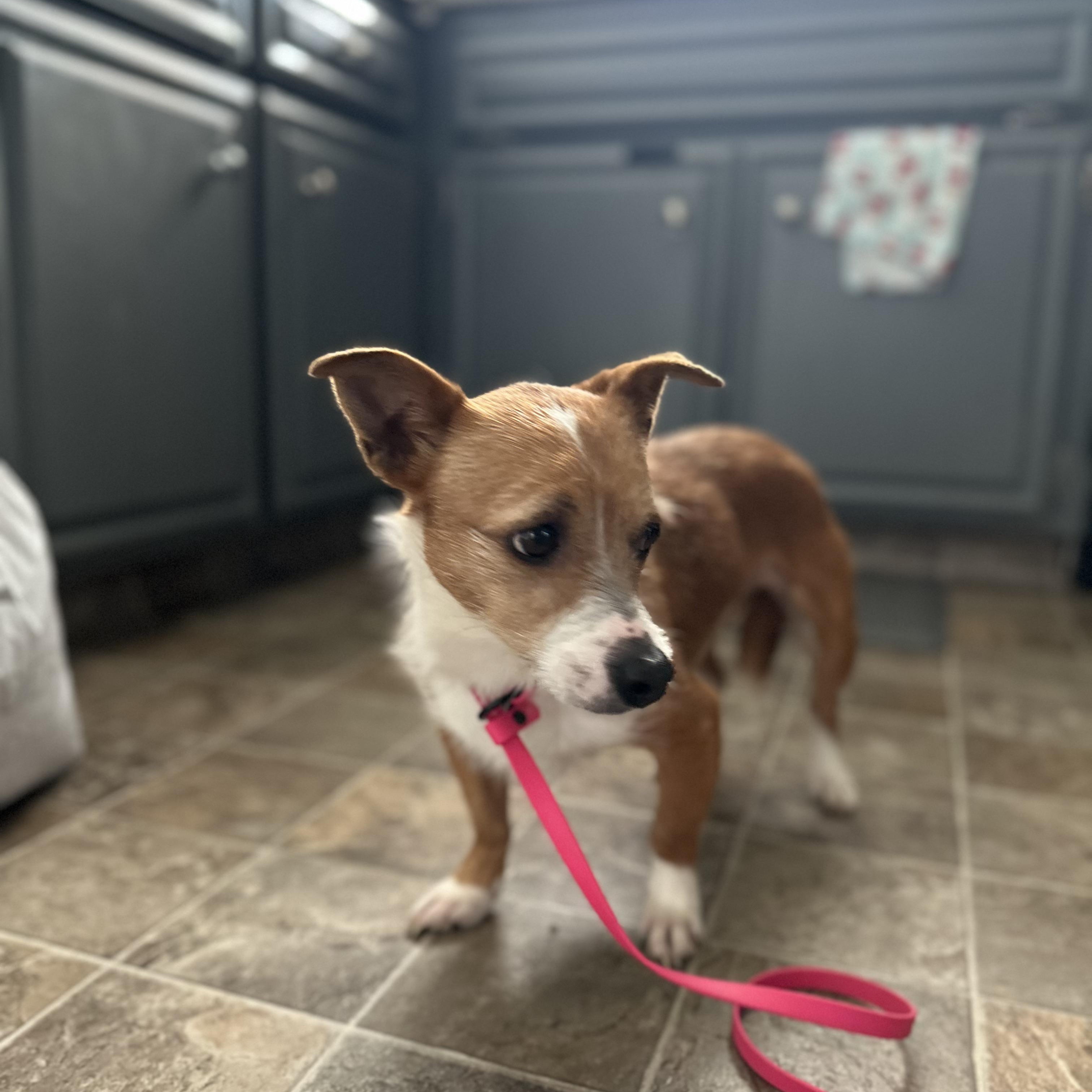 Enlarge MABEL, a ADOPTABLE mixed breed in Arroyo Grande, CA image 5/5