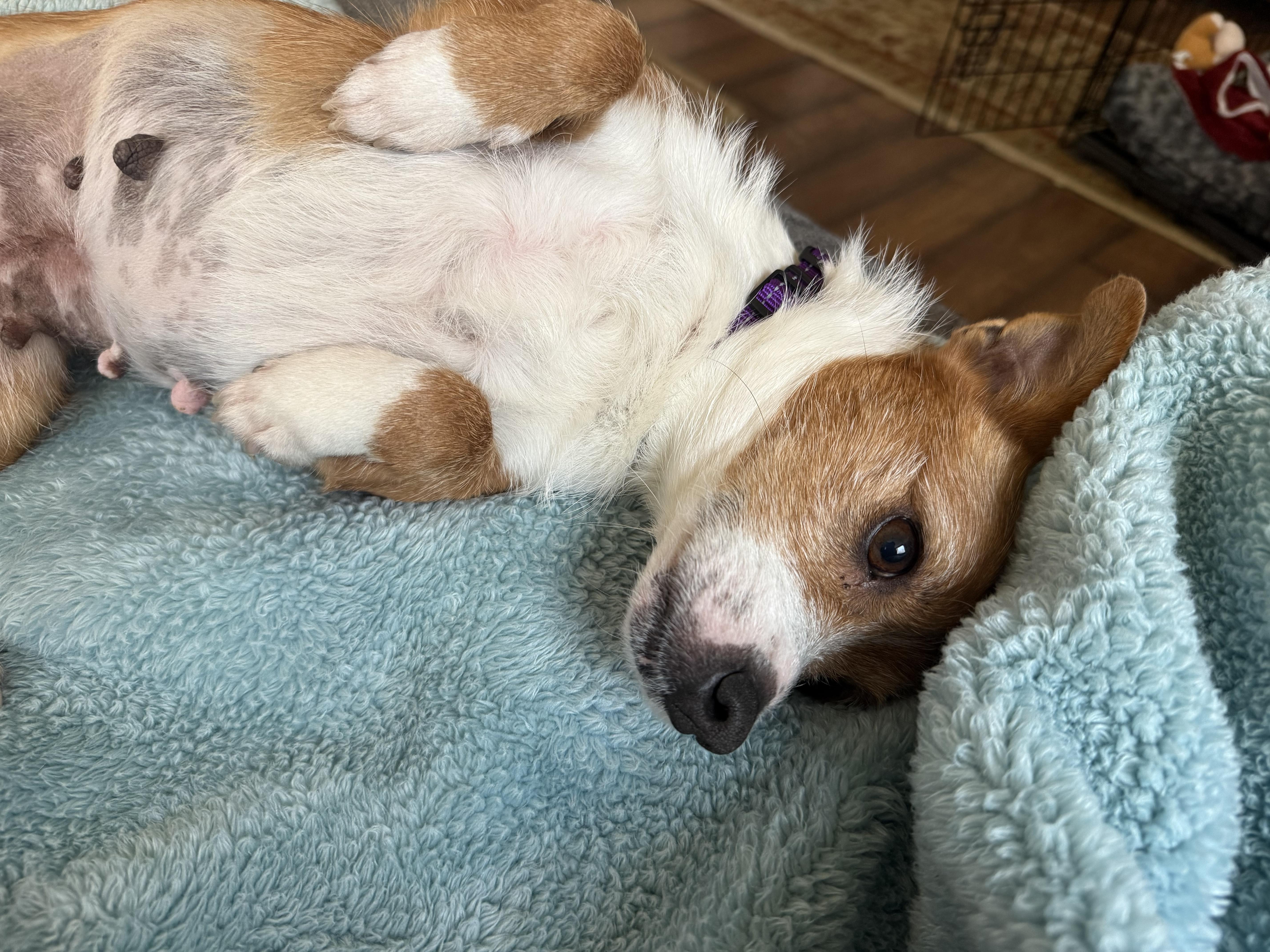 Enlarge MABEL, a ADOPTABLE mixed breed in Arroyo Grande, CA image 3/5