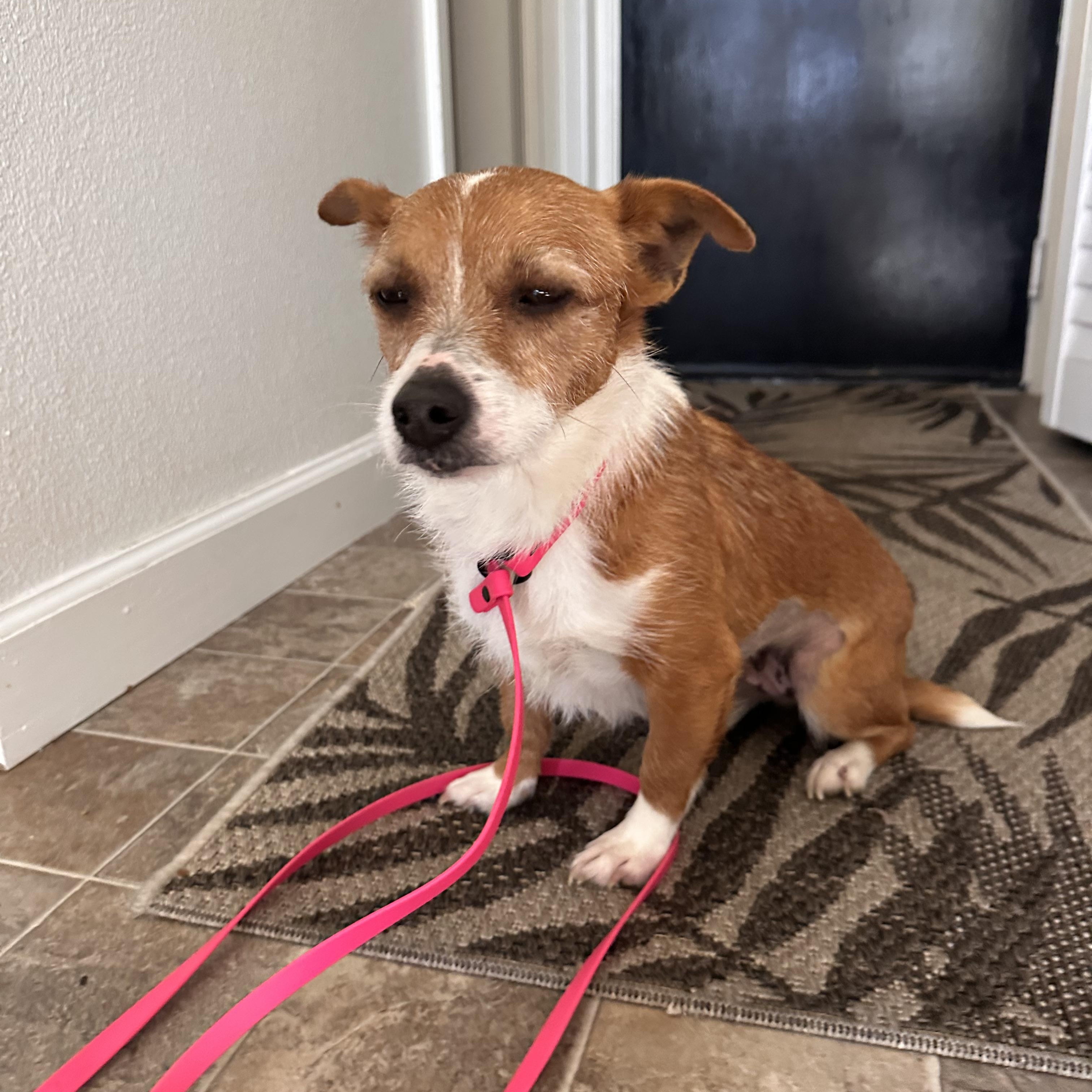 Enlarge MABEL, a ADOPTABLE mixed breed in Arroyo Grande, CA image 4/5