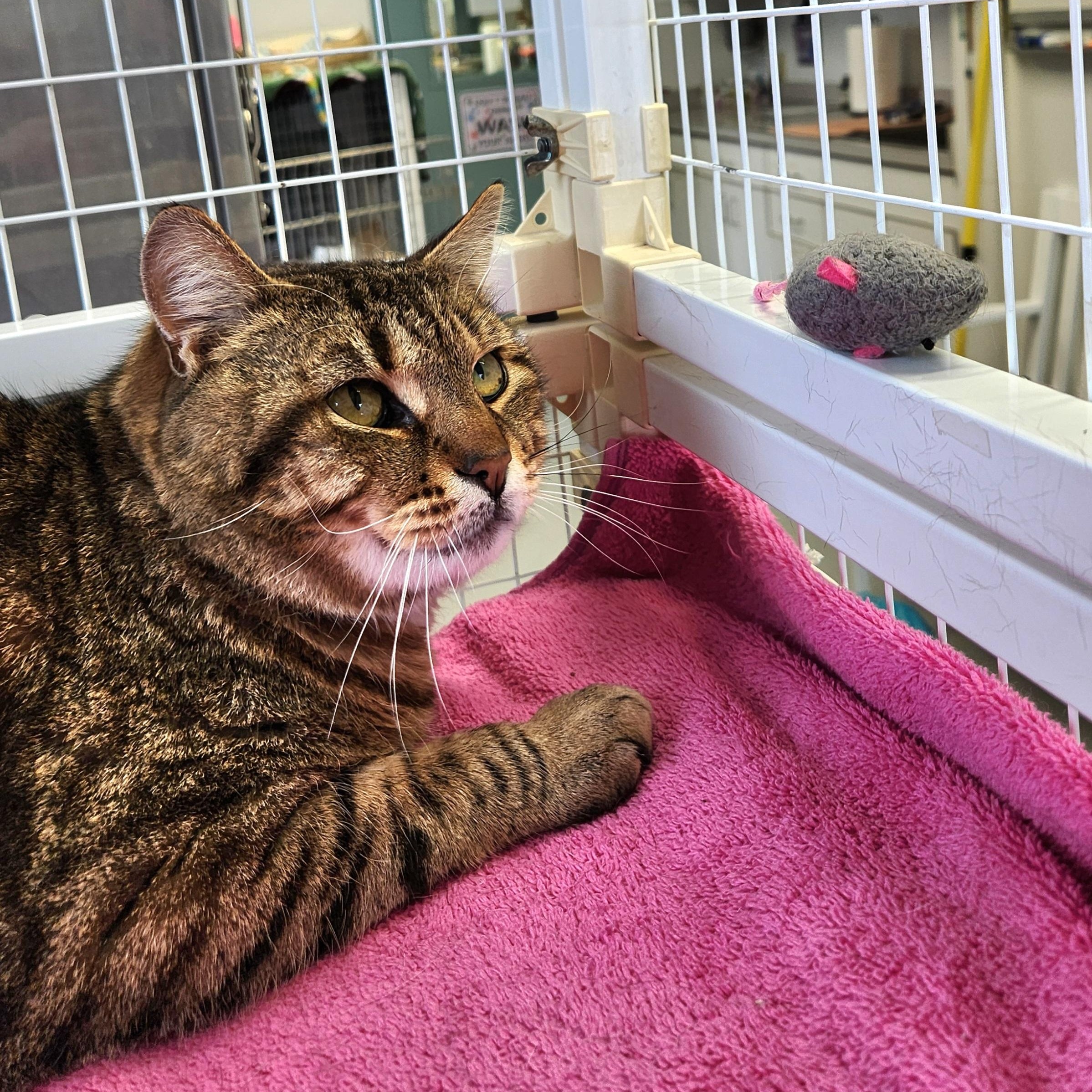 Enlarge Stormy, an adopted Domestic Short Hair in Medfield, MA image 4/4