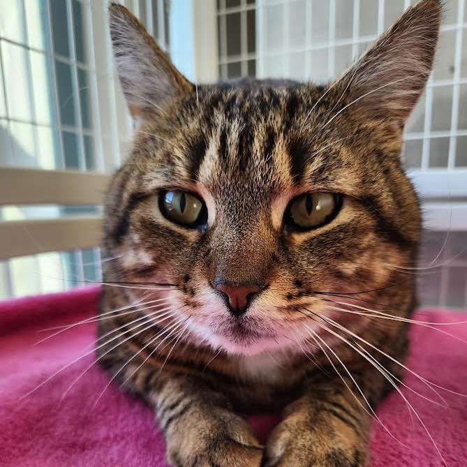 Enlarge Stormy, an adopted Domestic Short Hair in Medfield, MA image 2/4