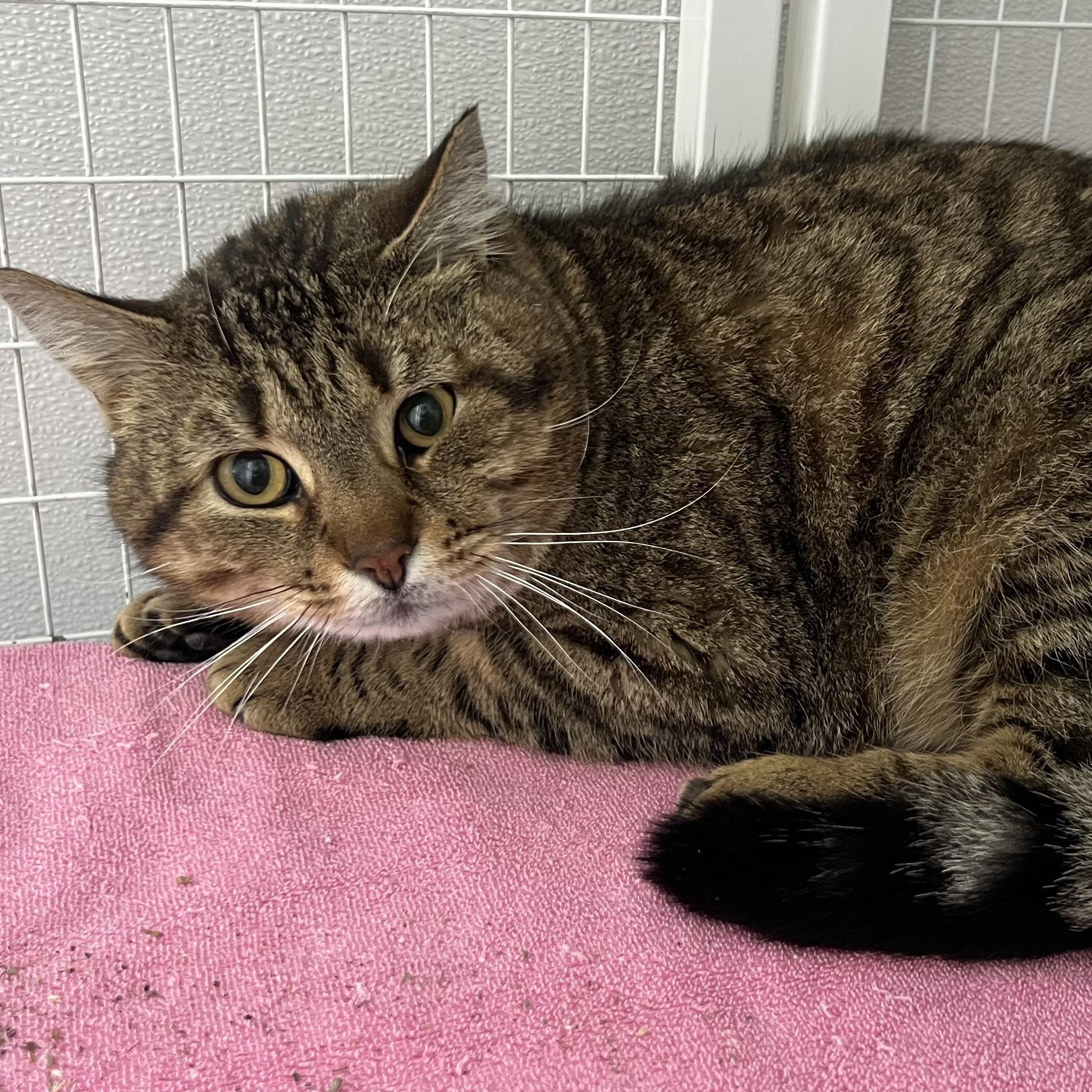 Stormy, adopted, Adult Male Domestic Short Hair.