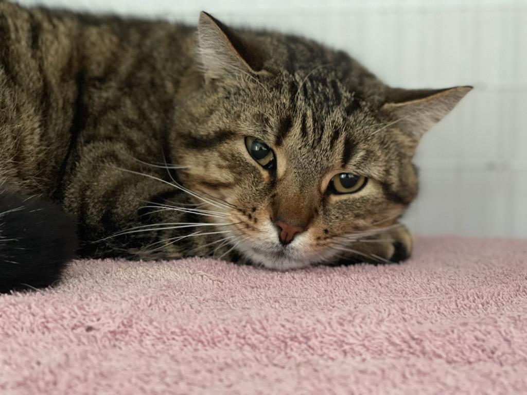 Enlarge Stormy, an adopted Domestic Short Hair in Medfield, MA image 3/4