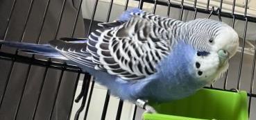 EUGENE, Adoptable, Adult Male Parakeet (Other).