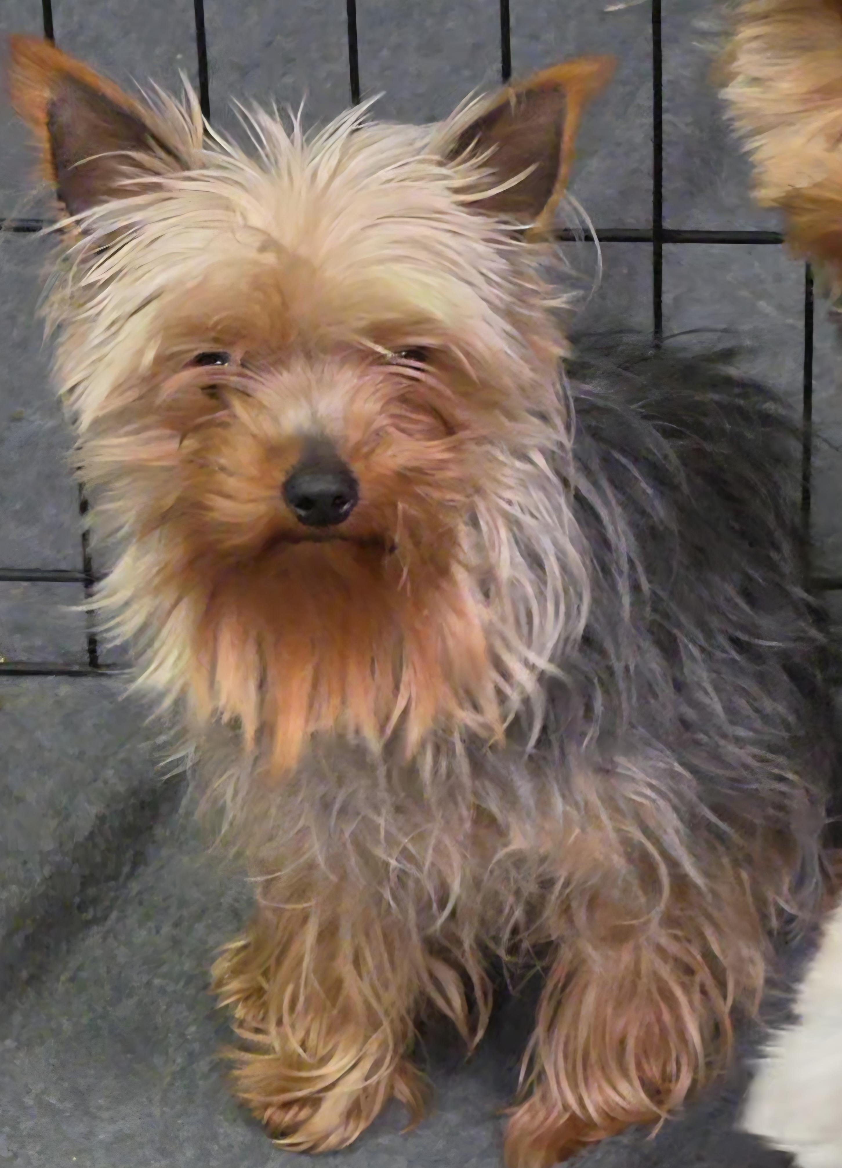 Enlarge Spice , an adopted Yorkshire Terrier in LaGrange, IN image 1/1