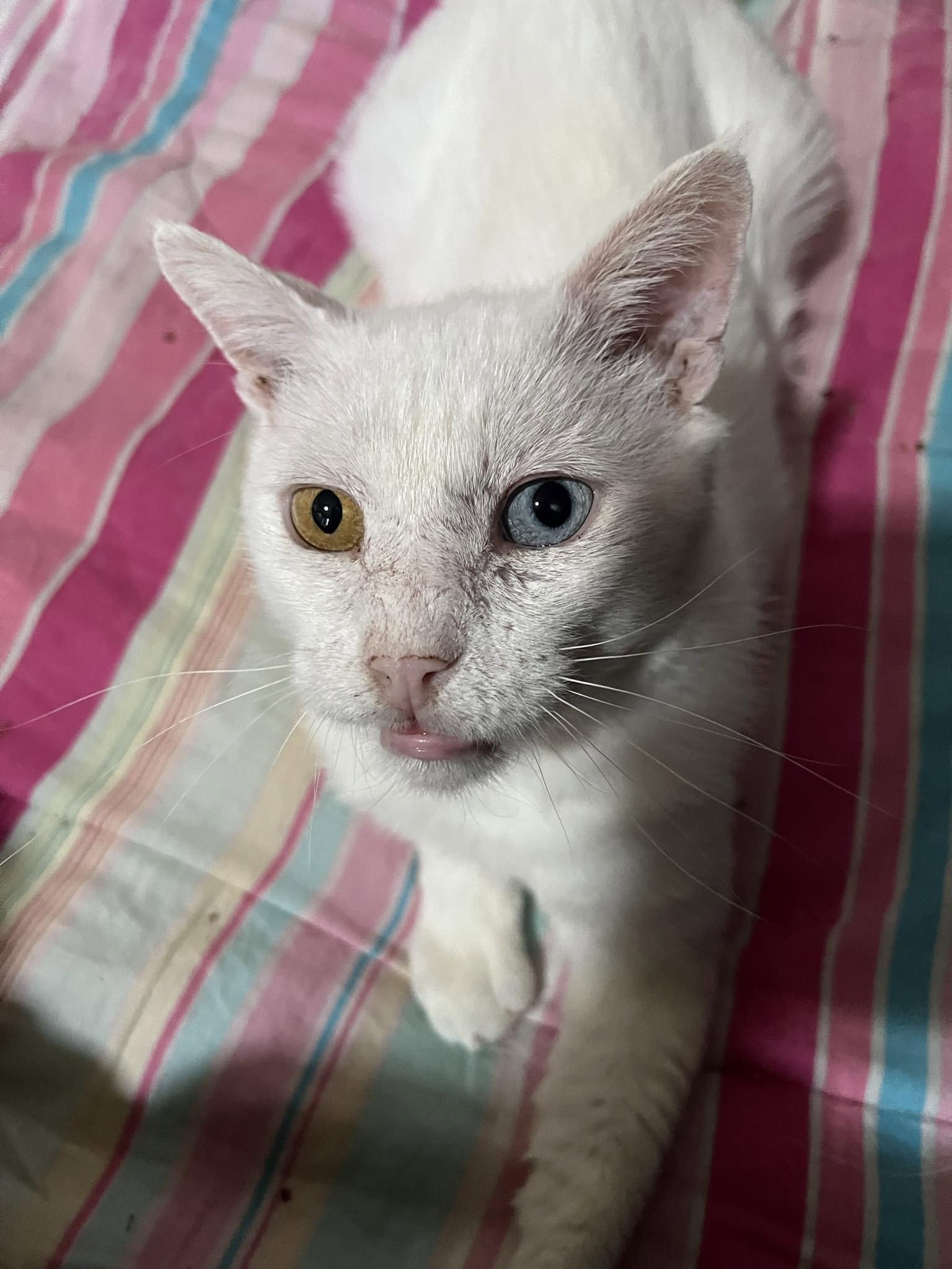 Enlarge Spike, a Adoptable Domestic Short Hair in Glendale, AZ image 1/1
