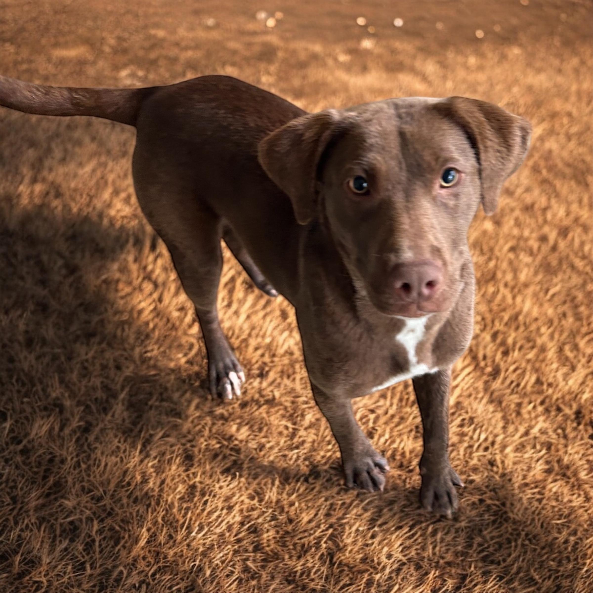 Enlarge Kiara, a Adoptable mixed breed in Brownstown, IN image 1/1