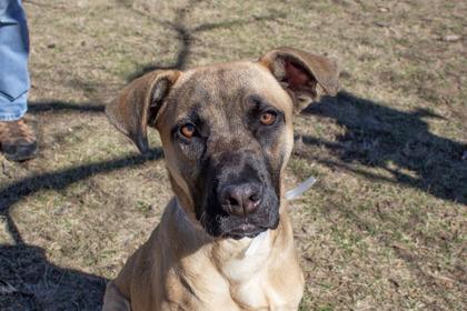 Macy Gray, Adoptable, Adult Female Shepherd & Mixed Breed.