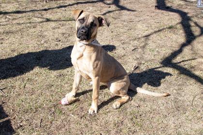 Enlarge Macy Gray, a Adoptable mixed breed in Kansas City, MO image 2/3