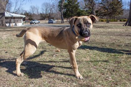 Enlarge Macy Gray, a Adoptable mixed breed in Kansas City, MO image 3/3