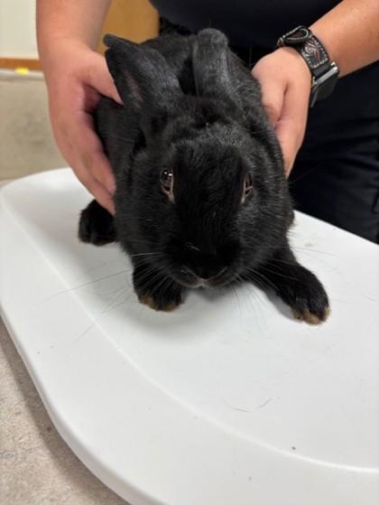 Root Beer, Adoptable, Young Male Bunny Rabbit & Bunny Rabbit.