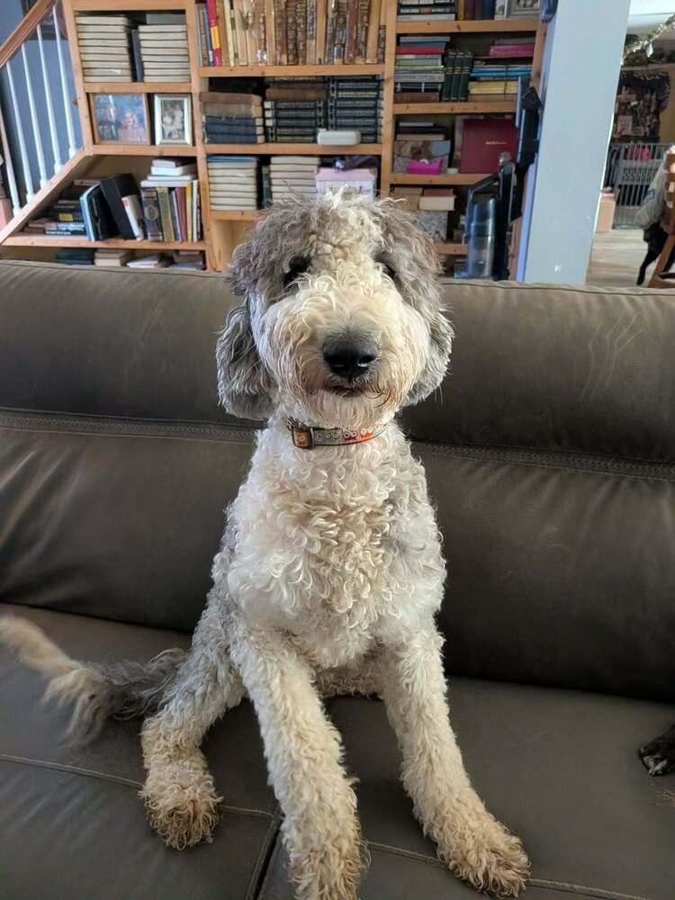Enlarge Iggy, a Adopted mixed breed in Statesville, NC image 1/1