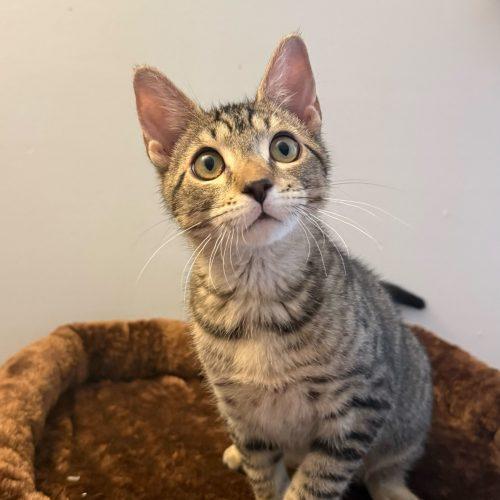 Brouhaha, Adoptable, Kitten Male Domestic Short Hair.