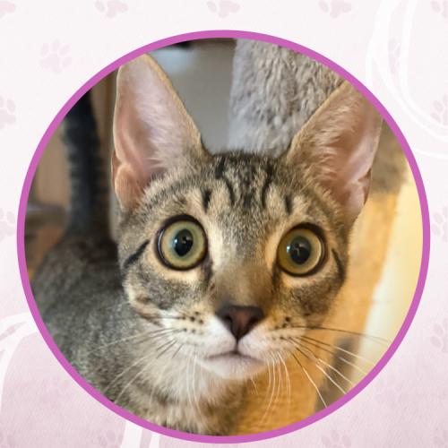 Enlarge Brouhaha, a Adoptable Domestic Short Hair in Toms River, NJ image 2/5