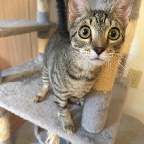 Enlarge Brouhaha, a Adoptable Domestic Short Hair in Toms River, NJ image 3/5