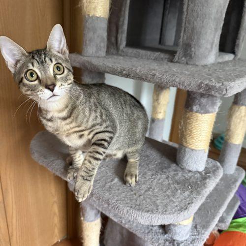 Enlarge Brouhaha, a Adoptable Domestic Short Hair in Toms River, NJ image 4/5