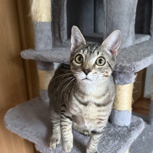 Enlarge Brouhaha, a Adoptable Domestic Short Hair in Toms River, NJ image 5/5