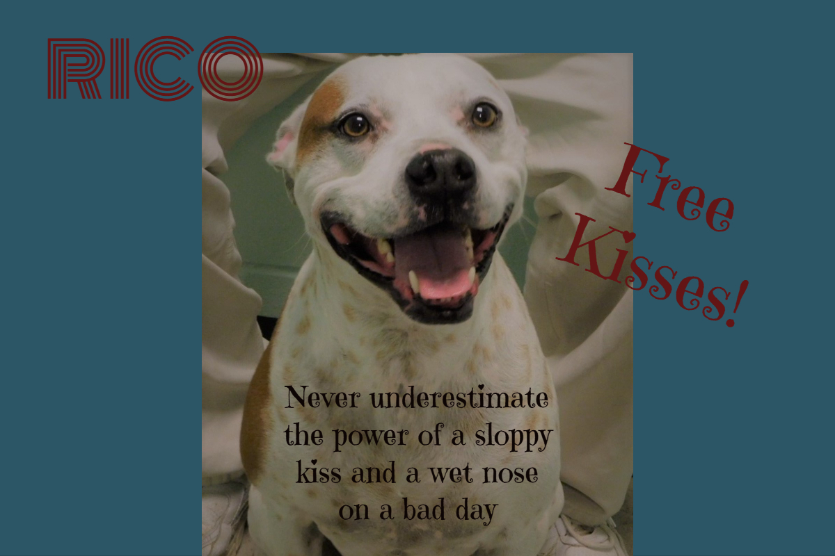 Rico, a Adoptable mixed breed in Milledgeville, GA image 5/6