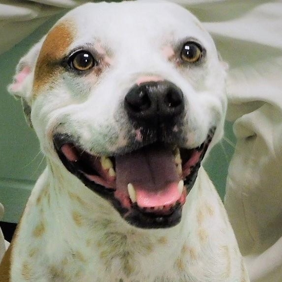 Rico, Adoptable, Senior Male Pointer & Pit Bull Terrier.