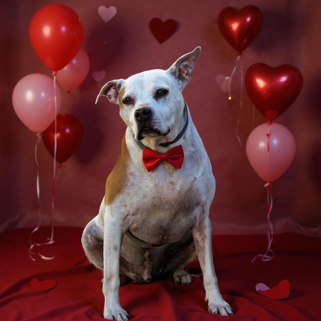 Enlarge Rico, a Adoptable mixed breed in Milledgeville, GA image 1/6