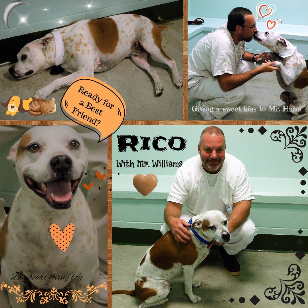 Rico, a Adoptable mixed breed in Milledgeville, GA image 3/6