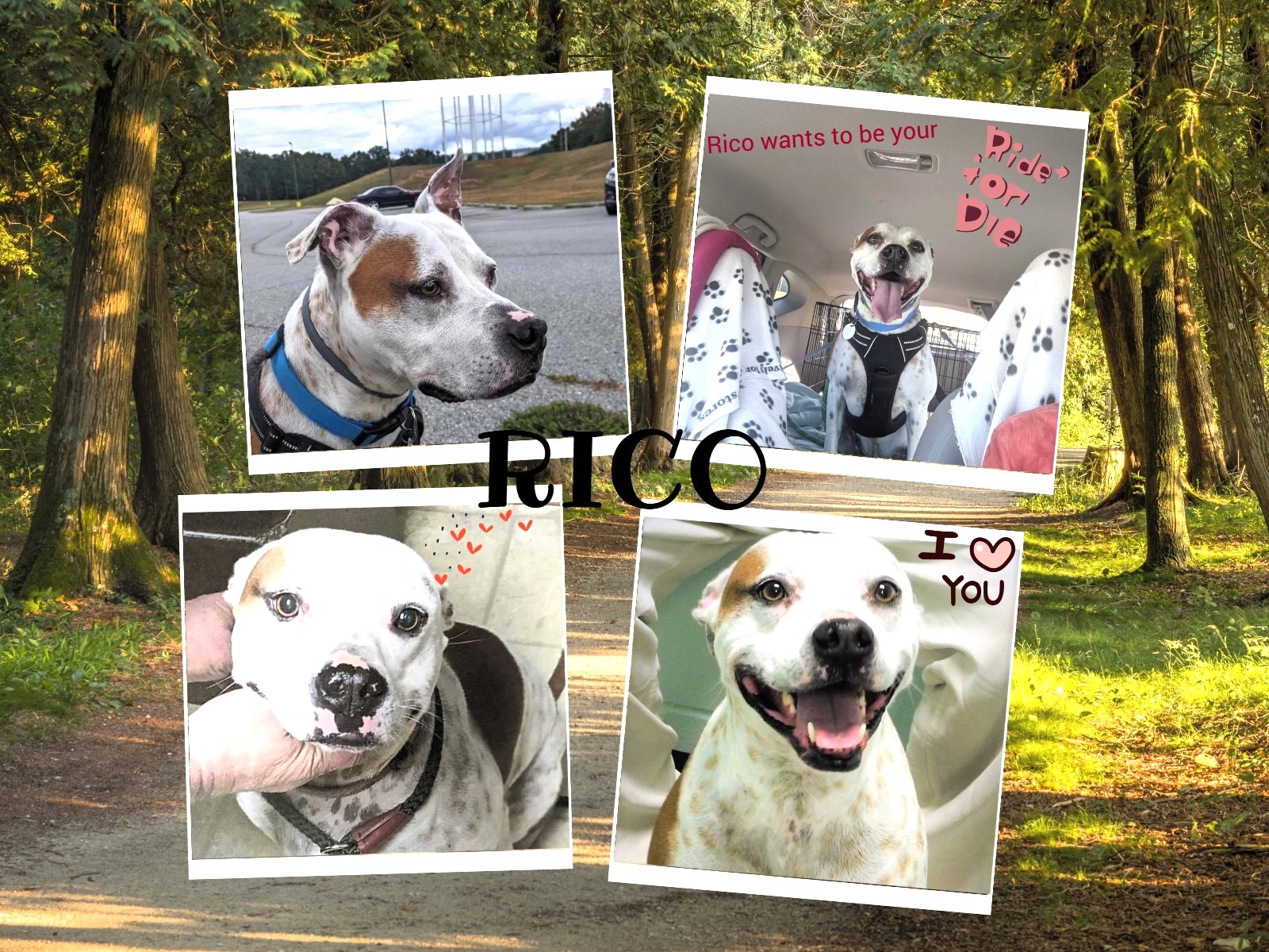 Rico, a Adoptable mixed breed in Milledgeville, GA image 4/6