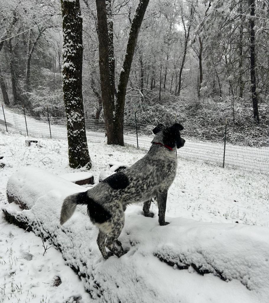 26Beaumont, a ADOPTABLE mixed breed in Shingle Springs, CA image 4/4