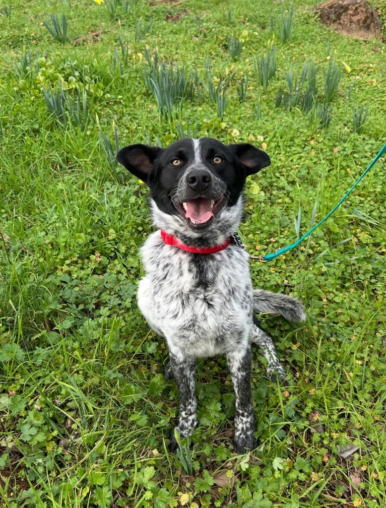 26Beaumont, a ADOPTABLE mixed breed in Shingle Springs, CA image 2/4