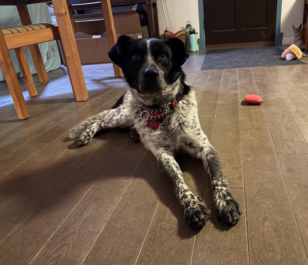 26Beaumont, ADOPTABLE, Adult Male Cattle Dog.
