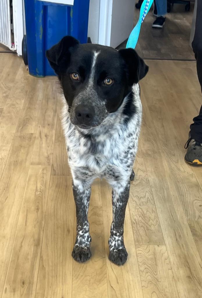 26Beaumont, a ADOPTABLE mixed breed in Shingle Springs, CA image 3/4