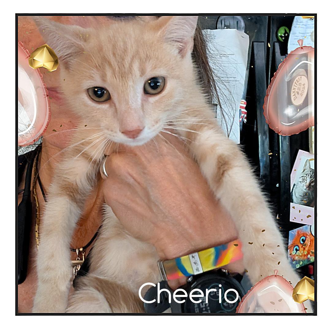 Cherrio, Adoptable, Kitten Male Domestic Short Hair.