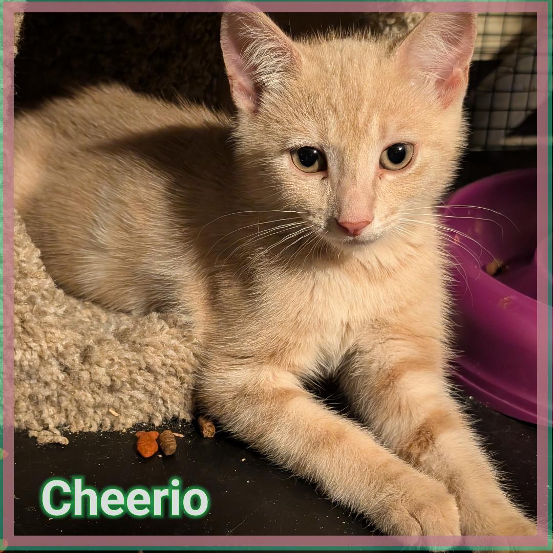 Cherrio, a Adoptable Domestic Short Hair in Great Mills, MD image 2/2