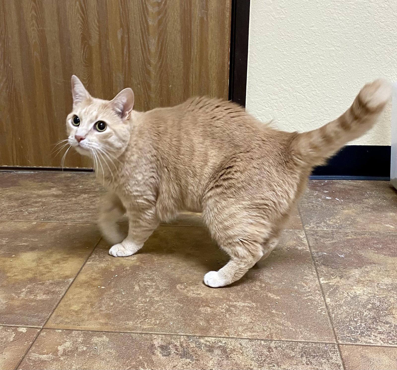 Pebbles, Adoptable, Adult Male Domestic Short Hair & Tabby.