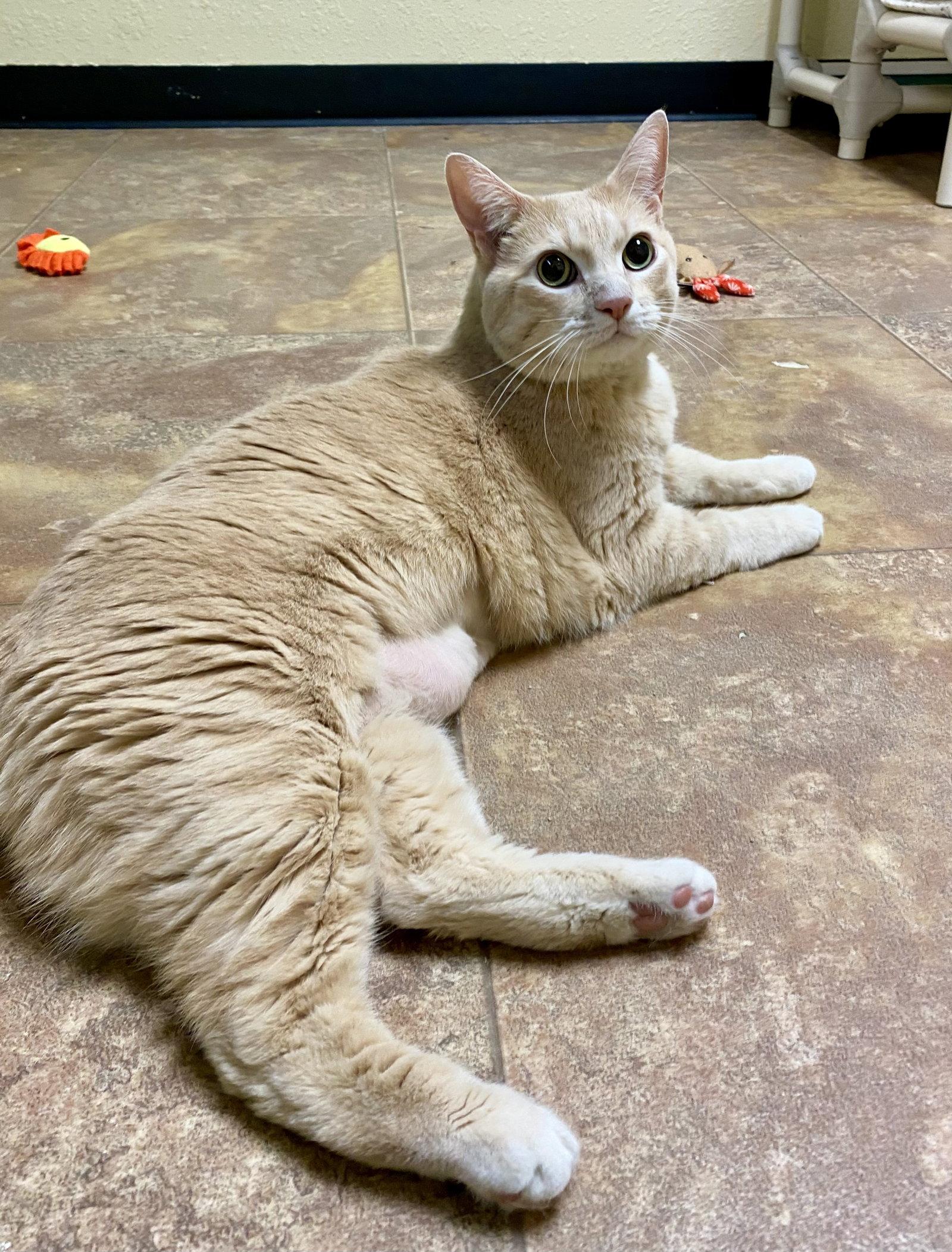 Enlarge Pebbles, a Adoptable mixed breed in Fargo, ND image 2/2