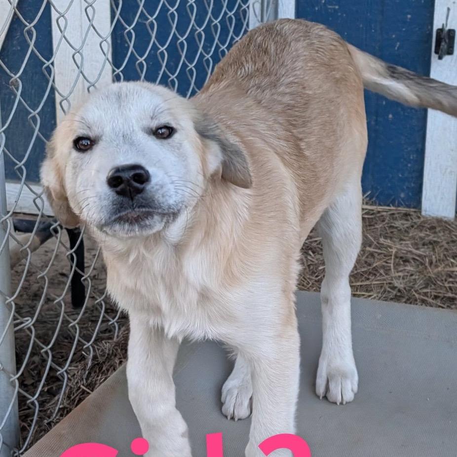 Enlarge Jenny, a Adoptable Golden Retriever in Huntsville, AL image 1/1
