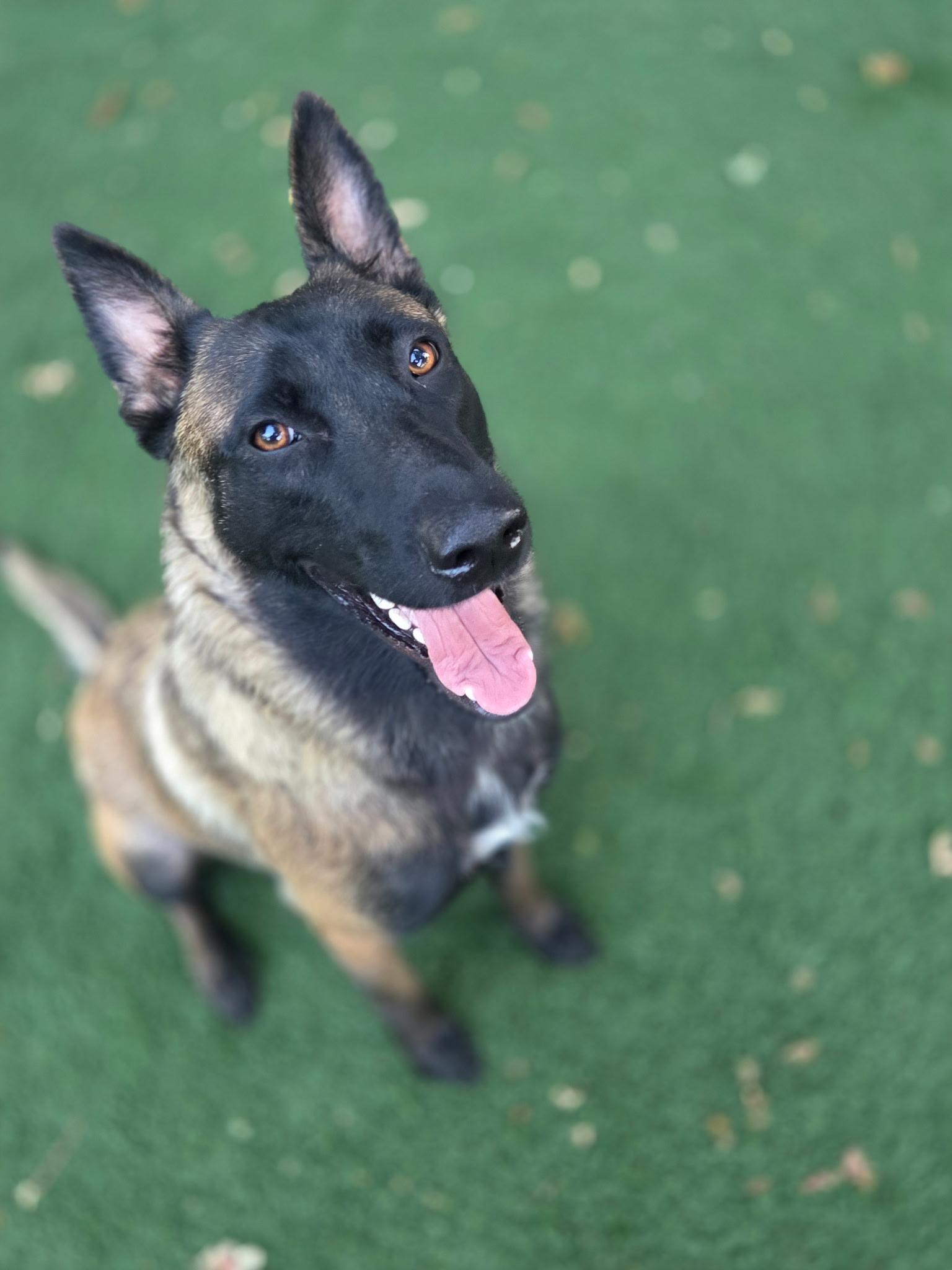Abigail, ADOPTABLE, Young Female Belgian Shepherd / Malinois.