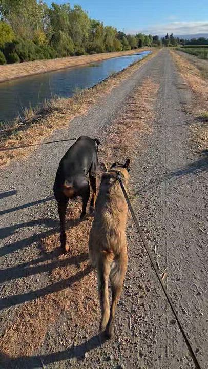 Enlarge Abigail, a ADOPTABLE Belgian Shepherd / Malinois in Woodland, CA video 2/2
